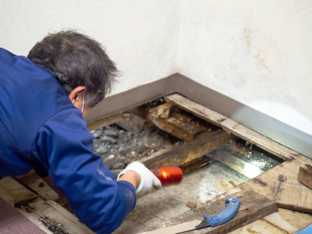 Best Certified Mold Removal  in Barberton, WA
