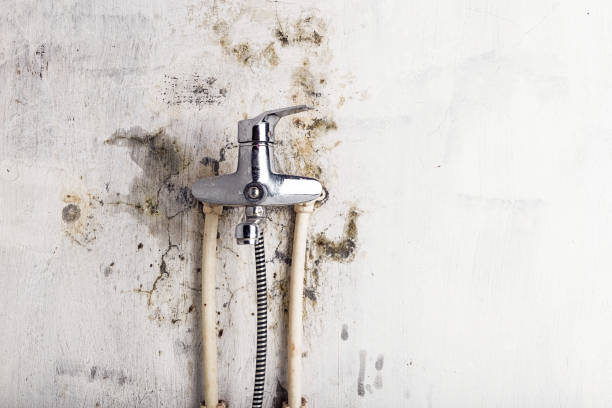 Best Mold Testing  in Barberton, WA