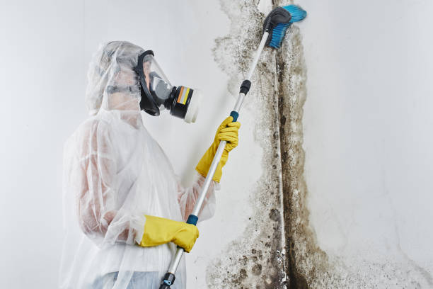 Professional Mold Removal in Barberton, WA