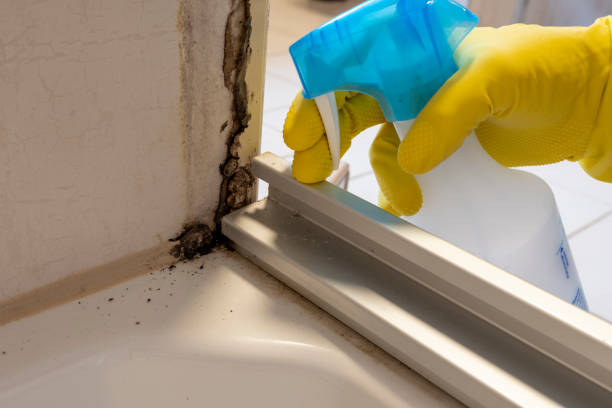 Best Commercial Mold Removal  in Barberton, WA