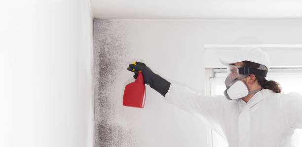 Best Attic Mold Removal  in Barberton, WA