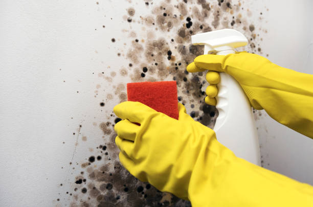 Best Mold Damage Repair  in Barberton, WA