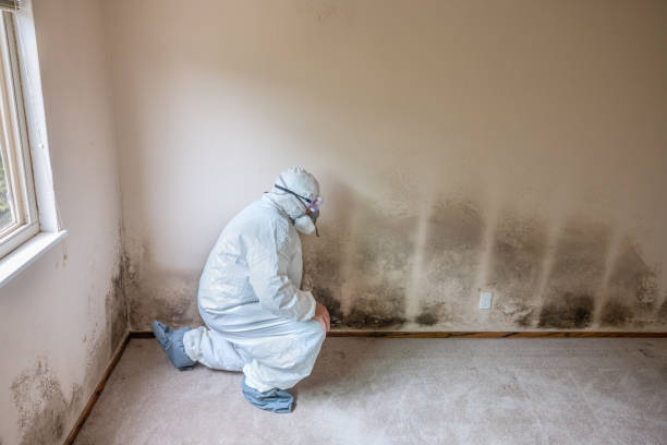 Best Mold Cleaning Services  in Barberton, WA