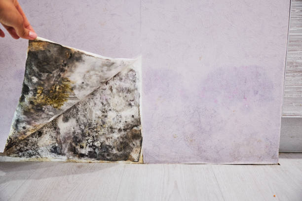 Best Emergency Mold Removal  in Barberton, WA